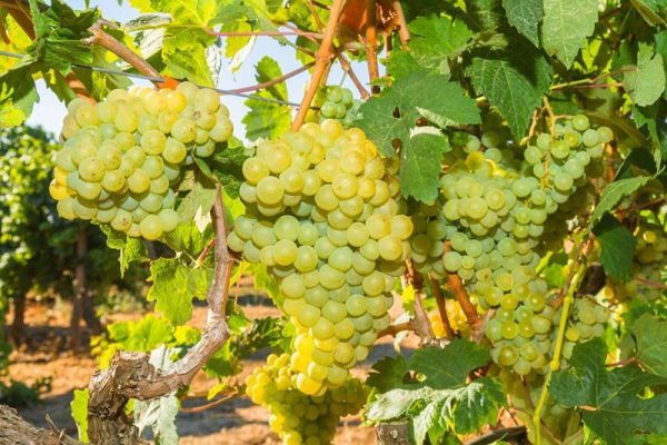 Сорт винограда кишмиш Русбол – лучший выбор для начинающих виноградарей